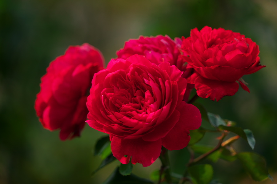 伊奈町 伊奈町町制施行記念公園の秋薔薇3_a0263109_20250297.jpg