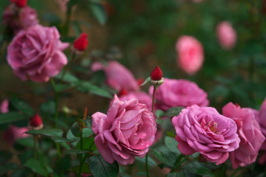 伊奈町 伊奈町町制施行記念公園の秋薔薇3_a0263109_20253016.jpg