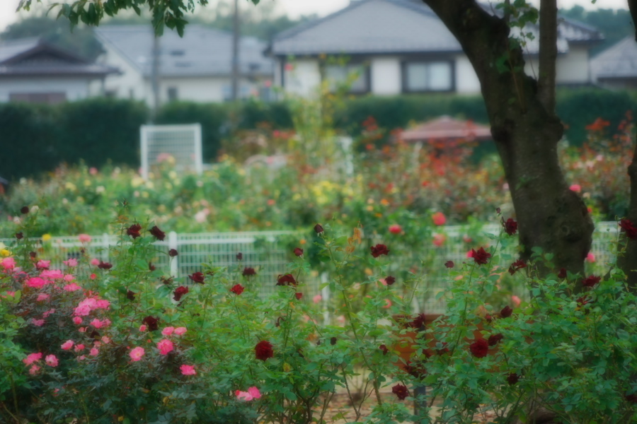 伊奈町 伊奈町町制施行記念公園の秋薔薇3_a0263109_20253021.jpg