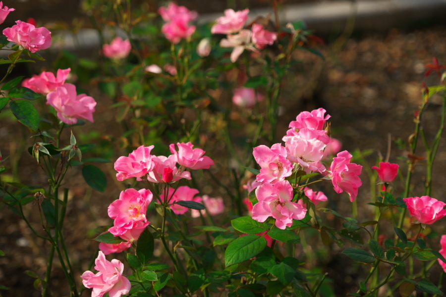 伊奈町 伊奈町町制施行記念公園の秋薔薇3_a0263109_20253025.jpg