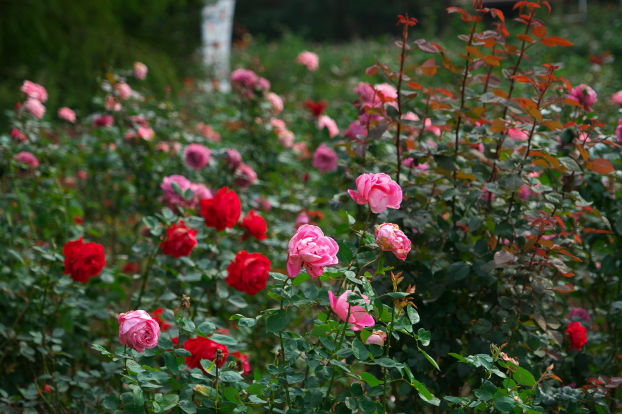 伊奈町 伊奈町町制施行記念公園の秋薔薇3_a0263109_20253115.jpg