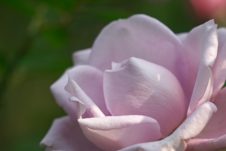 伊奈町 伊奈町町制施行記念公園の秋薔薇3_a0263109_20253143.jpg