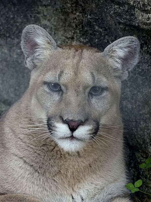 ピューマのタフ 動物園放浪記 ピューマのタフ 動物園放浪記
