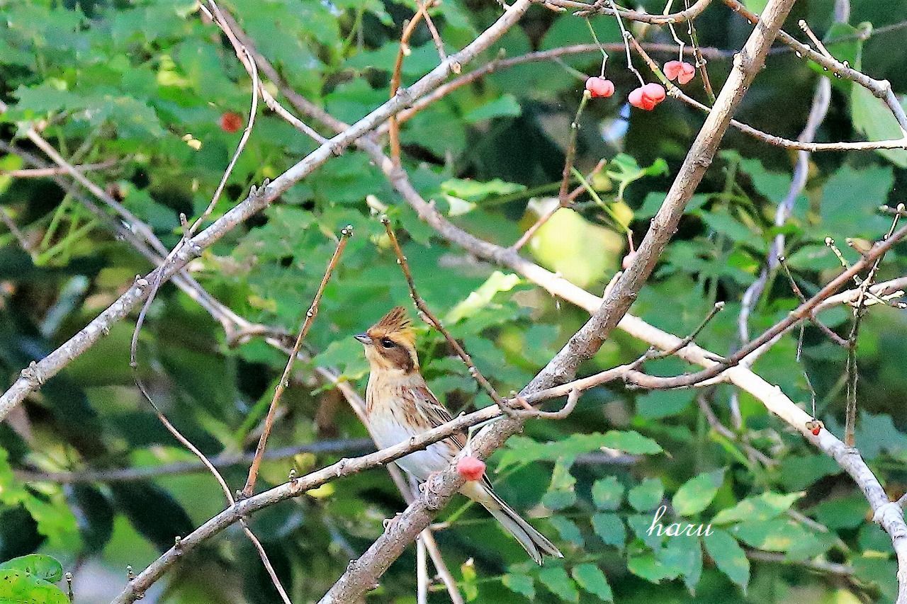 野鳥の楽園_f0297537_17361049.jpg