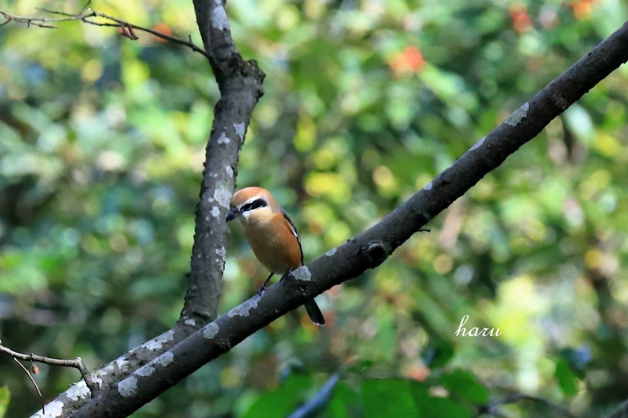 野鳥の楽園_f0297537_17361286.jpg