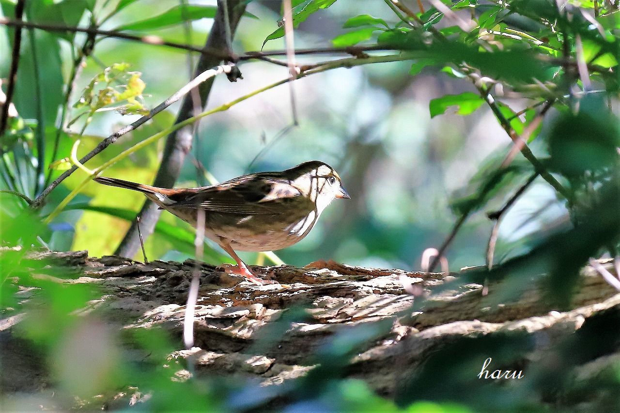 野鳥の楽園_f0297537_17361859.jpg