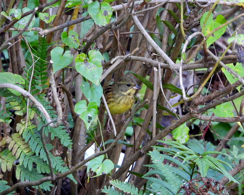 大塩湖で　おもに鳥撮り_c0305565_17223130.jpg