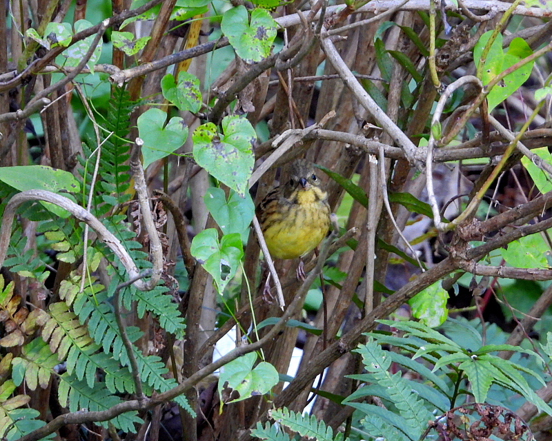 大塩湖で　おもに鳥撮り_c0305565_17224613.jpg