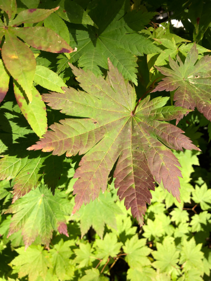 勝手に紅葉ツアー2019 角館のあのヒト_e0355177_15542395.jpg