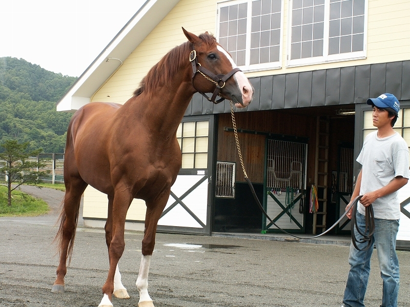 1995年の年度代表馬GI4勝のマヤノトップガンが死亡 1995年の年度代表馬GI4勝のマヤノトップガンが死亡
