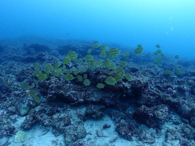 e0115199_16323191.jpg