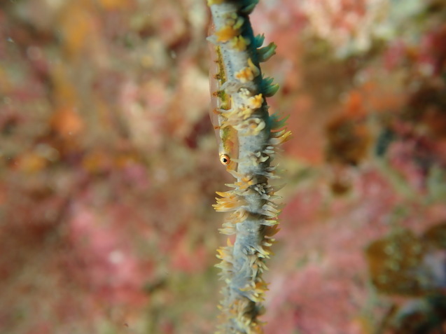 e0115199_16325960.jpg
