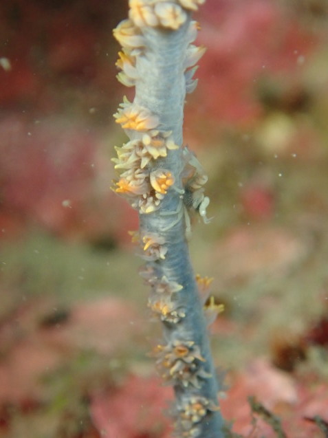 e0115199_16330837.jpg