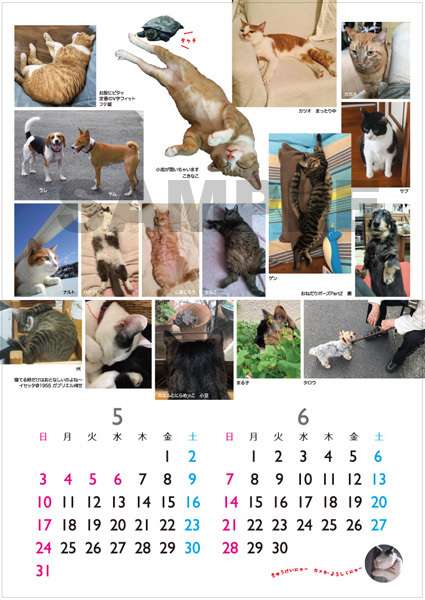 2020年の動物救護支援カレンダーできました_a0200902_17372232.jpg