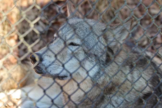 昼下がりのオオカミ～北園の動物たち（東山動植物園 December 2018）_b0355317_21453690.jpg