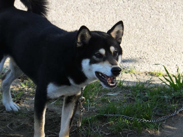 f0078320_10515509.jpg