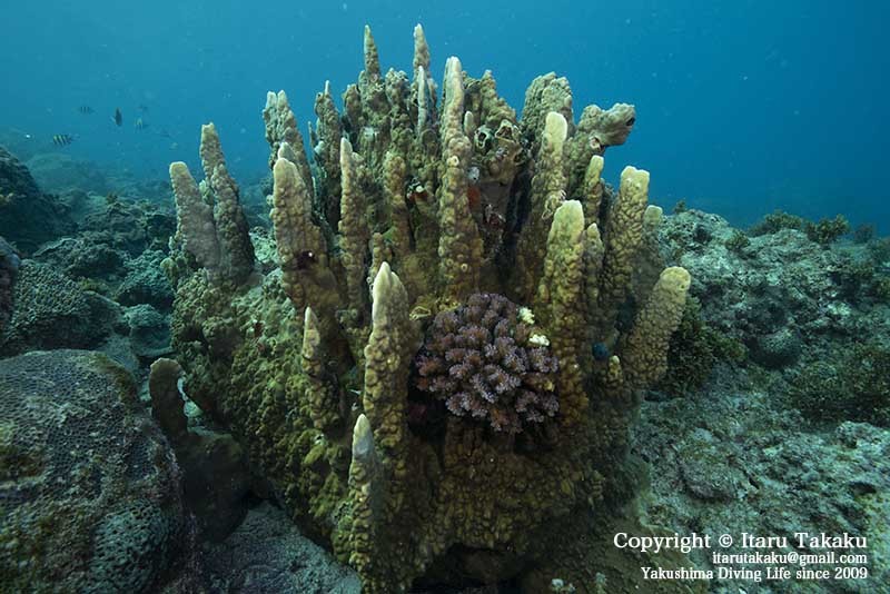 種子島・サンゴ調査〜10年間のサンゴの変遷〜_b0186442_18471469.jpg