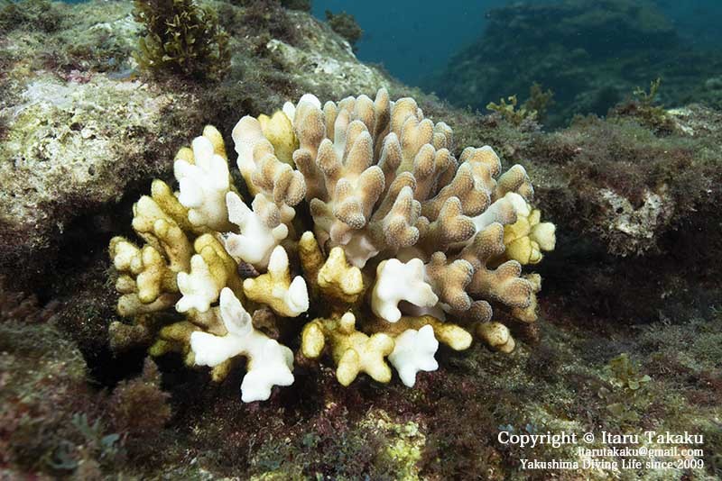 種子島・サンゴ調査〜10年間のサンゴの変遷〜_b0186442_18471498.jpg
