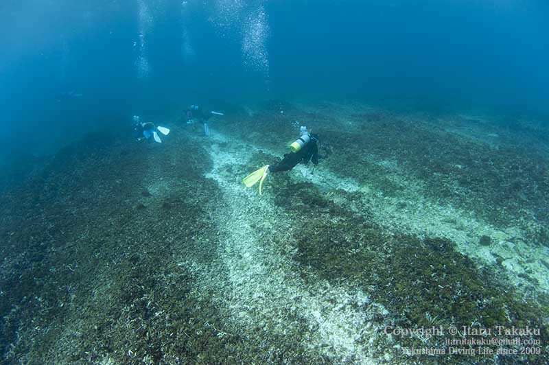 種子島・サンゴ調査〜10年間のサンゴの変遷〜_b0186442_18543940.jpg