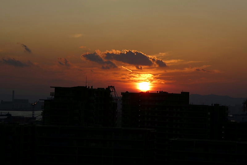 磯菊、苗代茱萸、アンデスの乙女、薄、ジンジャー、夕日_c0051143_23274933.jpg