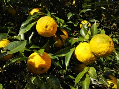 c0330749_15335874.jpg