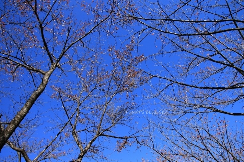 c0145250_11515220.jpg