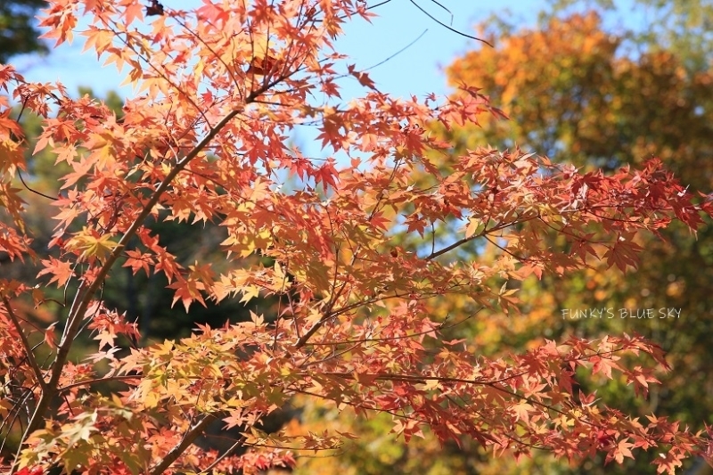 c0145250_11515334.jpg
