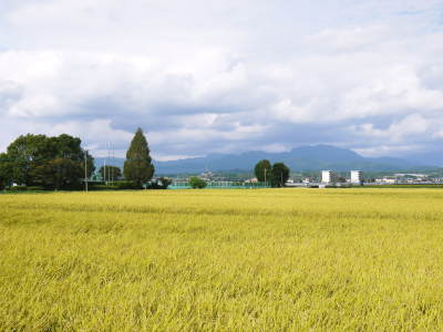 熊本の美味しいお米2019(七城米、菊池水源棚田米、砂田のれんげ米)大好評発売中!こだわり紹介 その1_a0254656_17464683.jpg