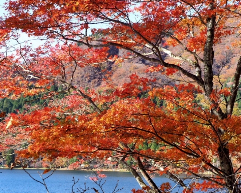 榛名湖畔の彩り_c0305565_17362144.jpg