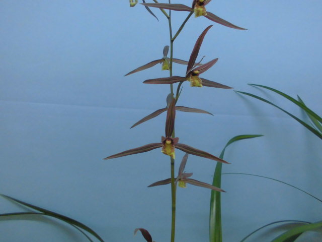 寒蘭展示会シーズン突入 : DREAM GRASSES