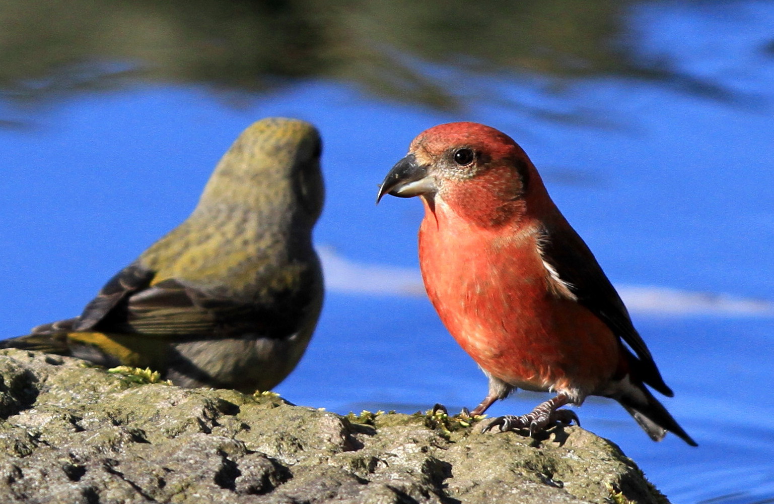 今冬はイスカ順調 ナキイスカは アイヌモシリの野生たち 獣と野鳥の写真図鑑 今冬はイスカ順調 ナキイスカは アイヌモシリの野生たち 獣と野鳥の写真図鑑