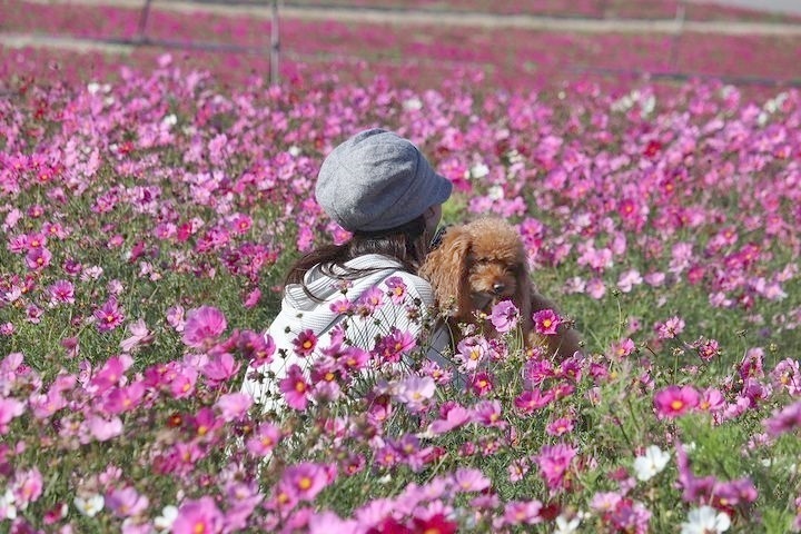 秋桜～コスモス～_b0111376_01244936.jpg