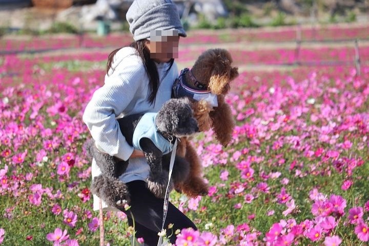 秋桜～コスモス～_b0111376_01283927.jpg