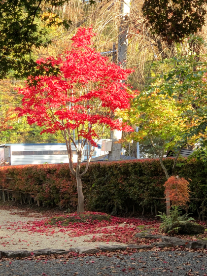 勝手に紅葉ツアー2019 角館Ⅱ_e0355177_15440298.jpg