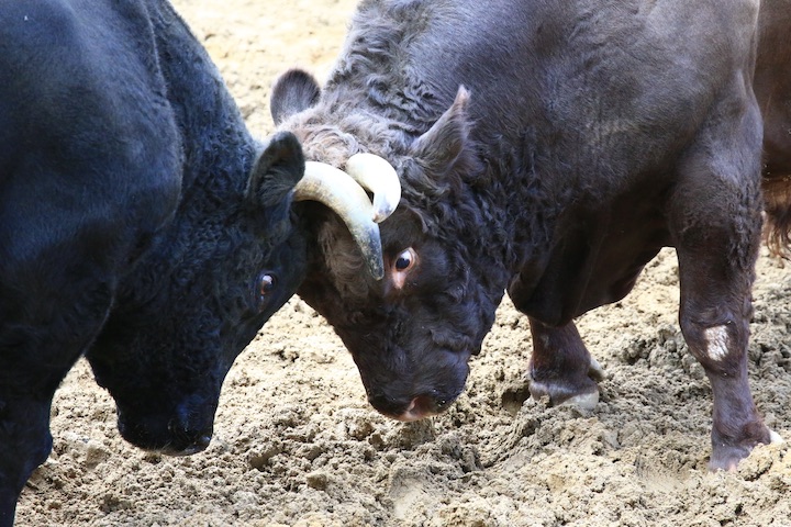 10/23 山古志闘牛 一颯-羽黒山_b0016600_0515250.jpg