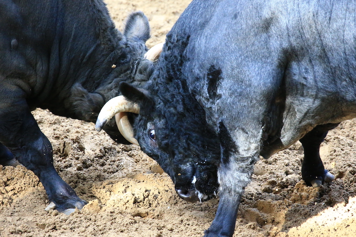 10/23 山古志闘牛 結び 山徳号-新宅_b0016600_21475818.jpg
