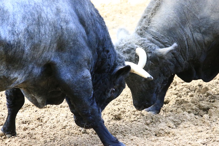 10/23 山古志闘牛 結び 山徳号-新宅_b0016600_21502833.jpg