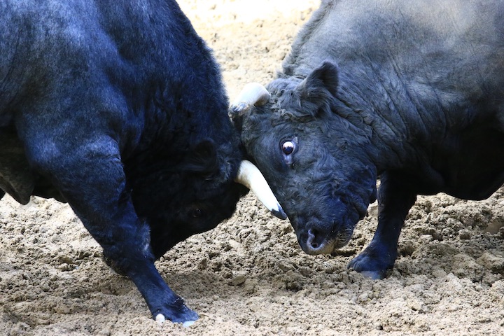 10/23 山古志闘牛 結び 山徳号-新宅_b0016600_2152876.jpg
