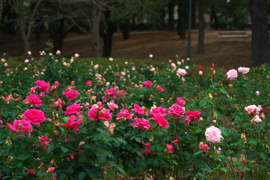 さいたま市 与野公園の秋バラ1_a0263109_19360064.jpg