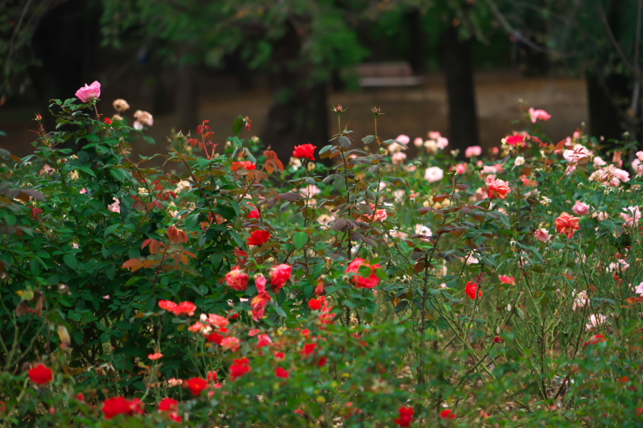 さいたま市 与野公園の秋バラ1_a0263109_19360157.jpg