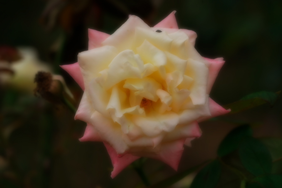 さいたま市 与野公園の秋バラ1_a0263109_19363074.jpg
