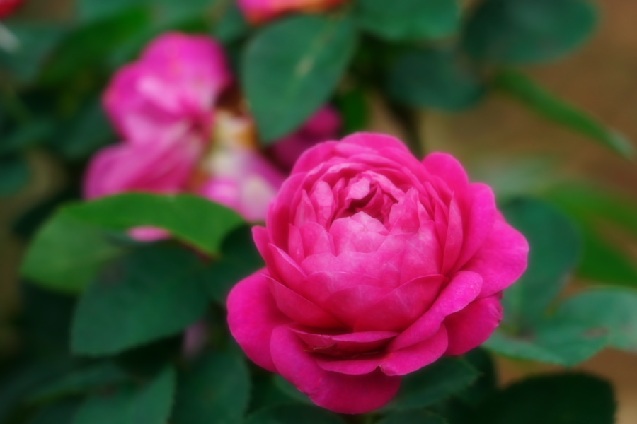 さいたま市 与野公園の秋バラ1_a0263109_19363179.jpg