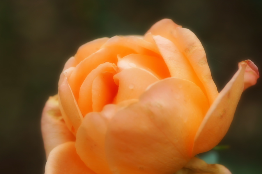 さいたま市 与野公園の秋バラ1_a0263109_19363188.jpg