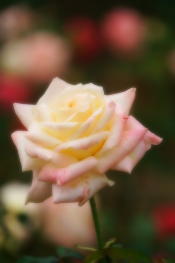 さいたま市 与野公園の秋バラ1_a0263109_19363238.jpg