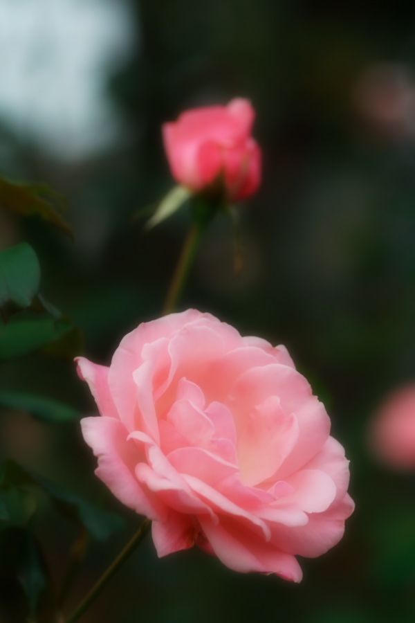 さいたま市 与野公園の秋バラ2_a0263109_19381271.jpg
