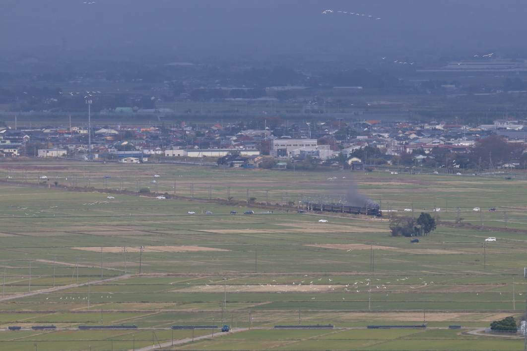 晩秋の庄内平野に白鳥と煙が舞っていた　- 2019年晩秋・羽越本線 -_b0190710_19482675.jpg