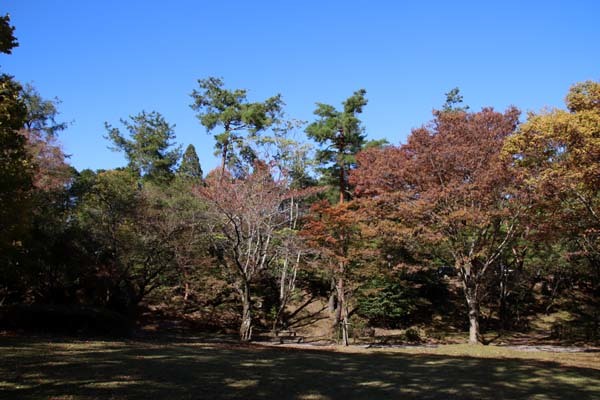 秋がスピードアップ 宝ヶ池公園_e0048413_18121030.jpg