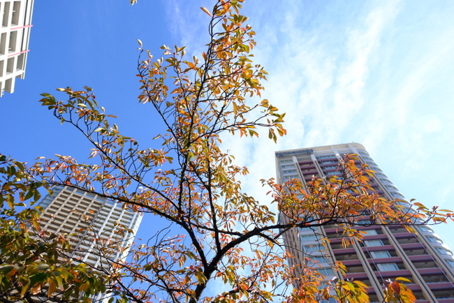 日記2019.11.09_a0000029_09494046.jpg