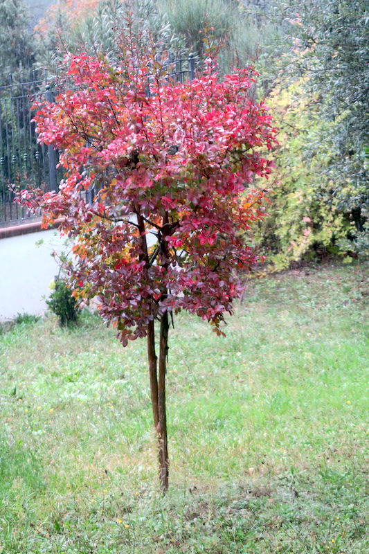 秋雨の紅葉の庭、月と久しぶりの美容院_f0234936_613647.jpg