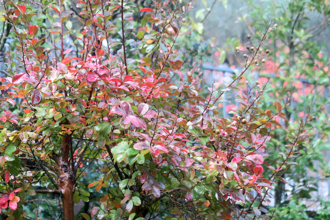 秋雨の紅葉の庭、月と久しぶりの美容院_f0234936_694543.jpg